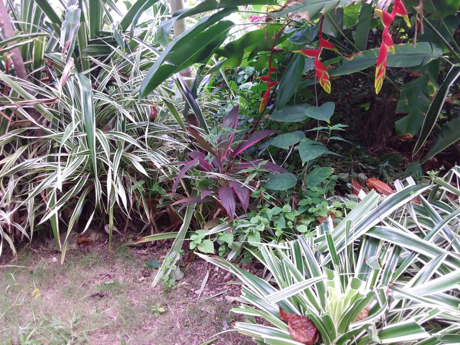 Port Antonio Brian'S Beach House Exterior foto