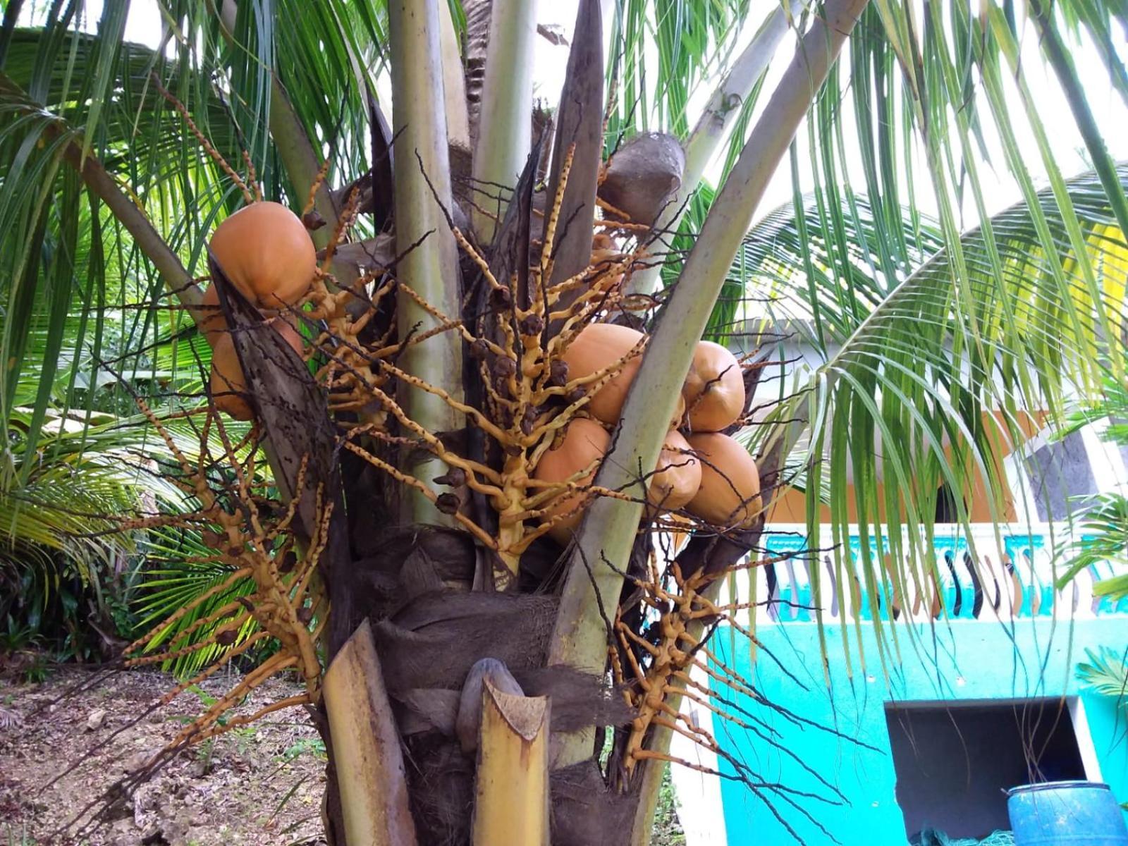Port Antonio Brian'S Beach House Exterior foto